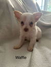 Waffle