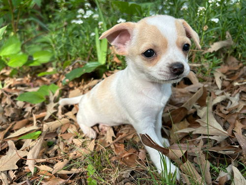 Tallulah