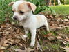 Tallulah