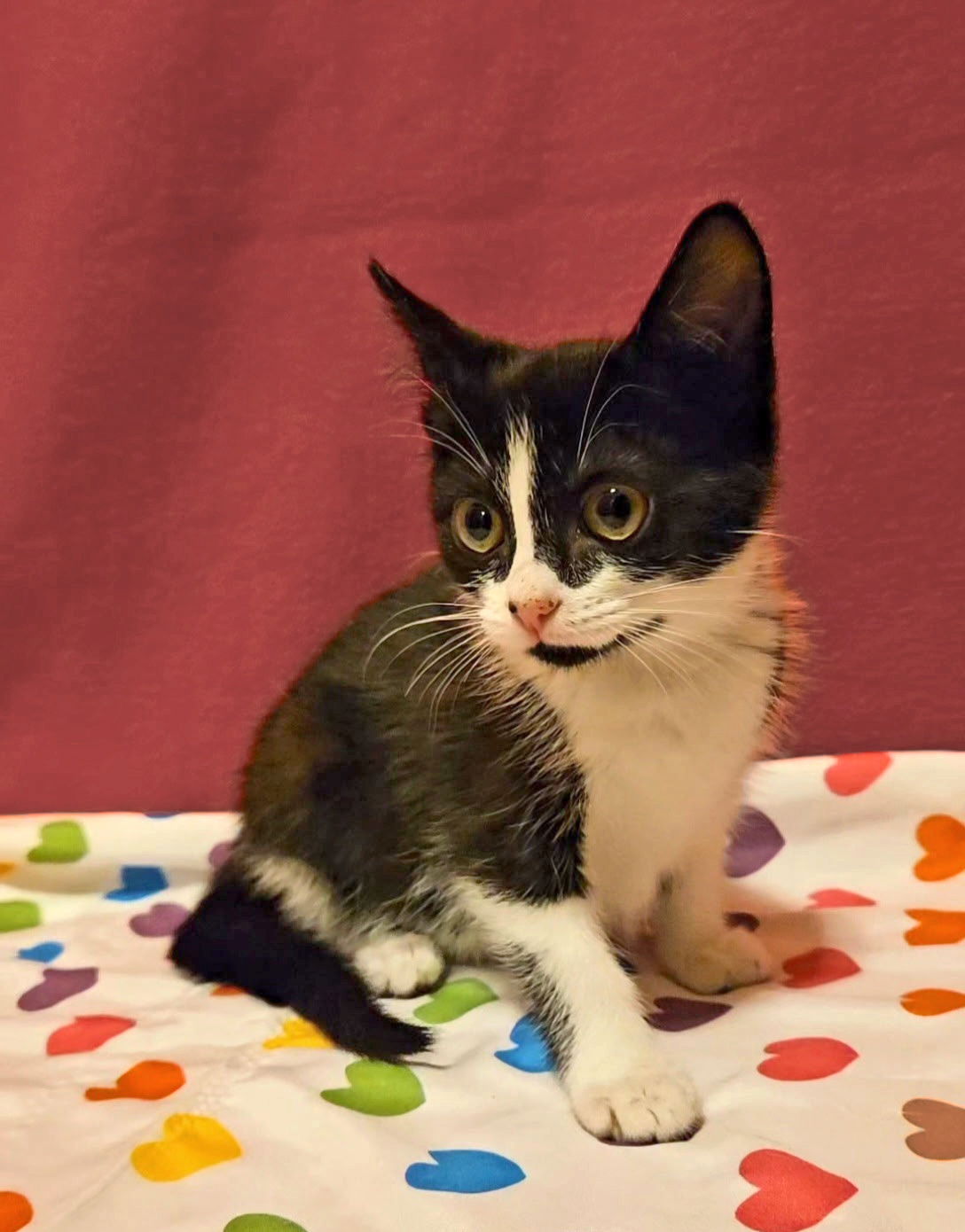 adoptable Cat in Lynchburg, VA named *The Chain