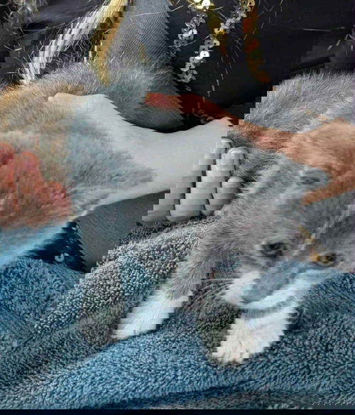 *Mittens the gray