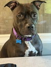 Roxie