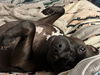 Roxie