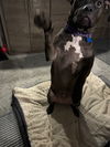 Roxie