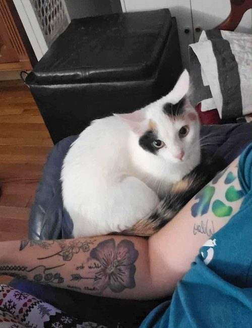 picture of the cat needing adoption