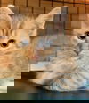 *William
