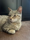 adoptable Cat in lynchburg, VA named *Stuart (female)