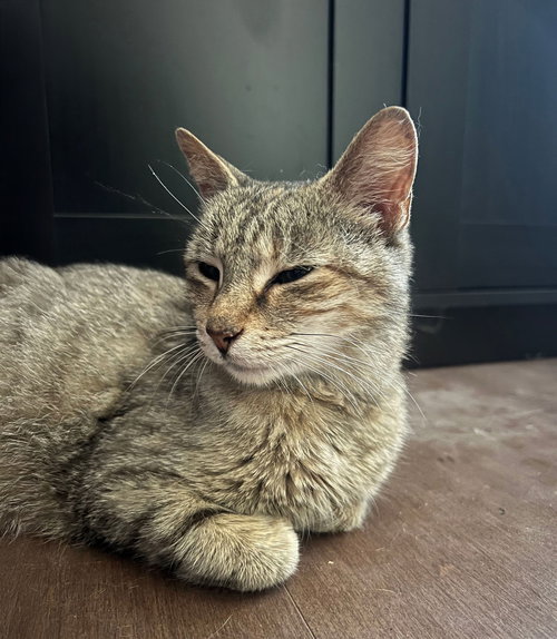 picture of the cat needing adoption