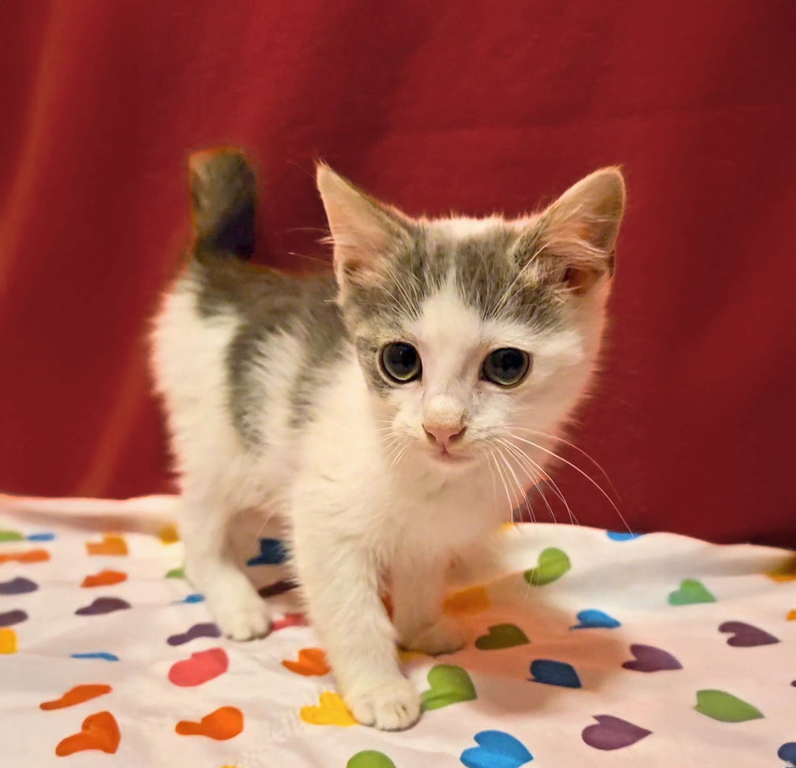 adoptable Cat in Lynchburg, VA named *Nomad