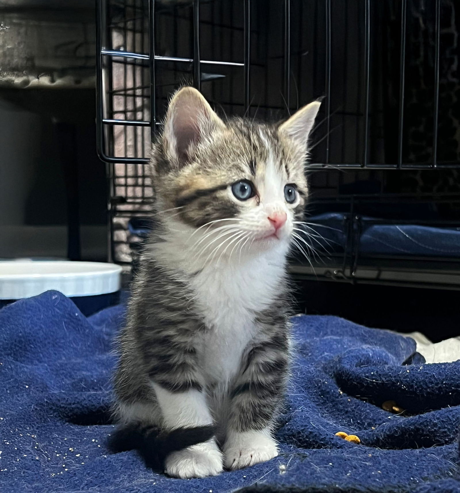 adoptable Cat in Lynchburg, VA named *Yo-Yo