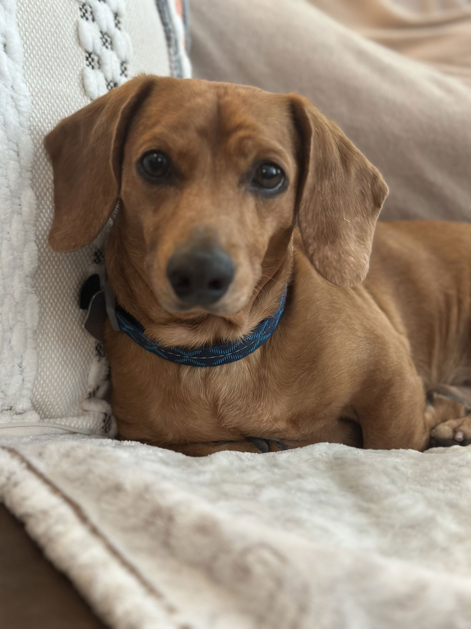 adoptable Dog in Lynchburg, VA named Brodie