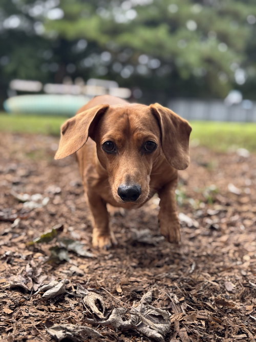 Brodie, an adoptable Dachshund in Forest, VA