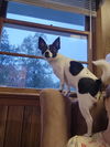 Sassy the chihuahua