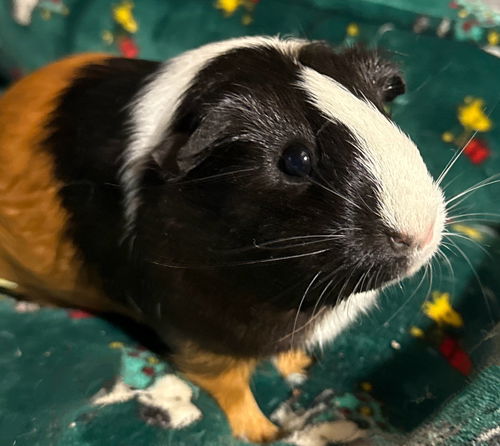 Artemis