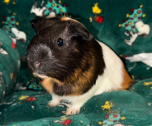 Hera