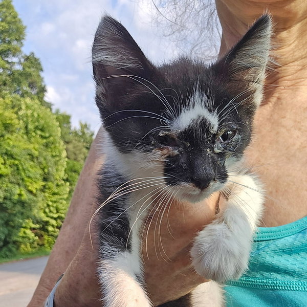 *Figaro