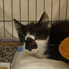 *Figaro - Photo 4