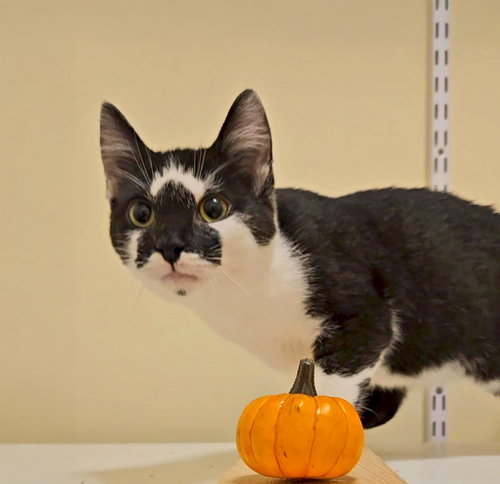 *FIGARO - Domestic Short Hair available for adoption