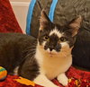 *Figaro - Photo 3