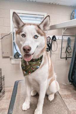 picture of the dog needing adoption