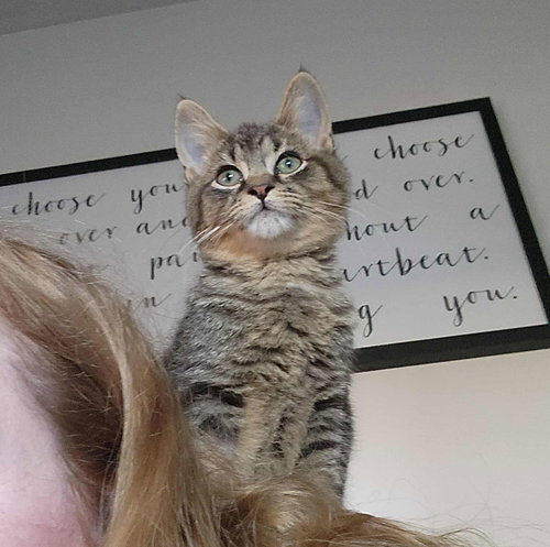picture of the cat needing adoption