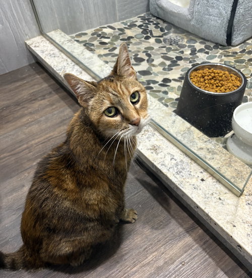 picture of the cat needing adoption