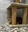 *Tank - Photo 5