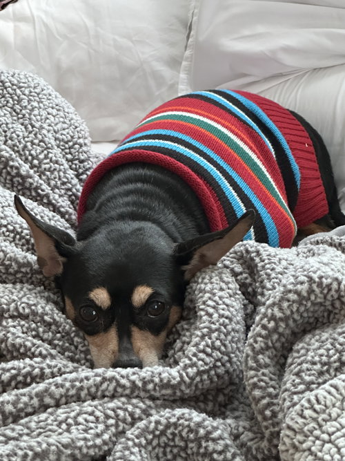 picture of the dog needing adoption