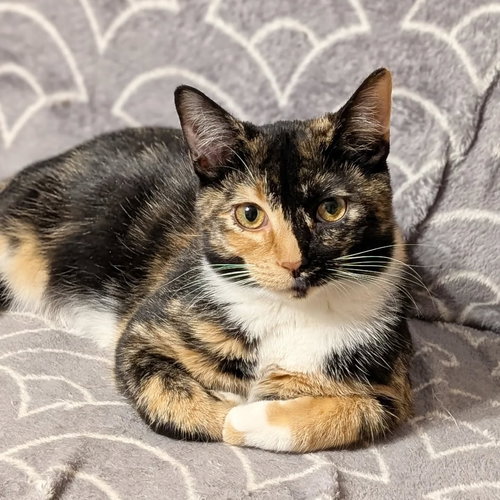 *ZEZI - Domestic Short Hair available for adoption