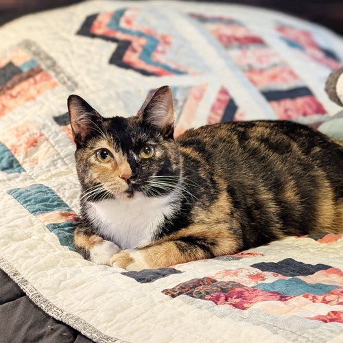 picture of the cat needing adoption