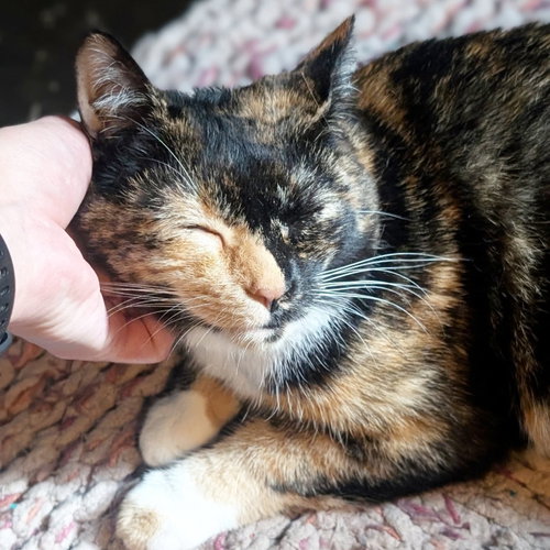 *ZEZI - Domestic Short Hair available for adoption