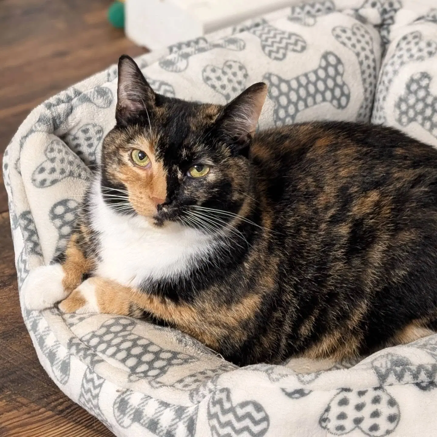 Zezi - Domestic Short Hair