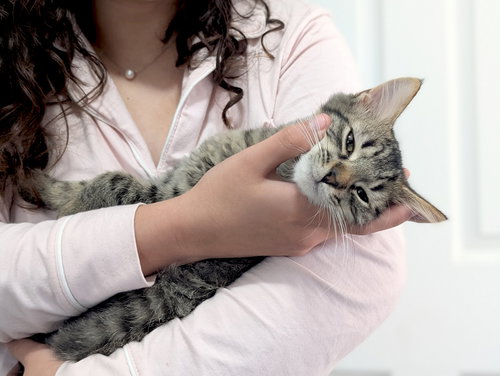 picture of the cat needing adoption
