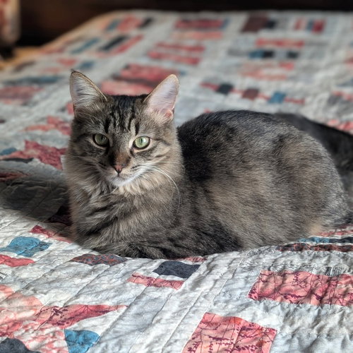 *RHONA - Domestic Medium Hair available for adoption