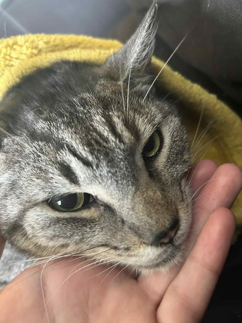 *KOJO - Domestic Short Hair available for adoption