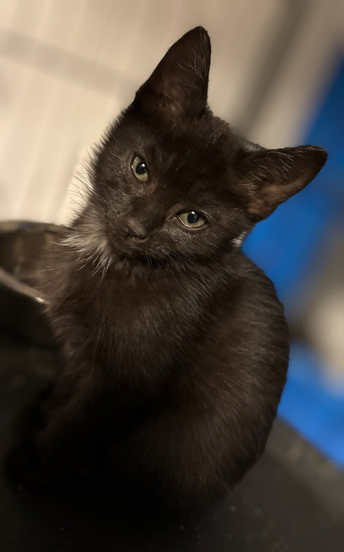 picture of the cat needing adoption