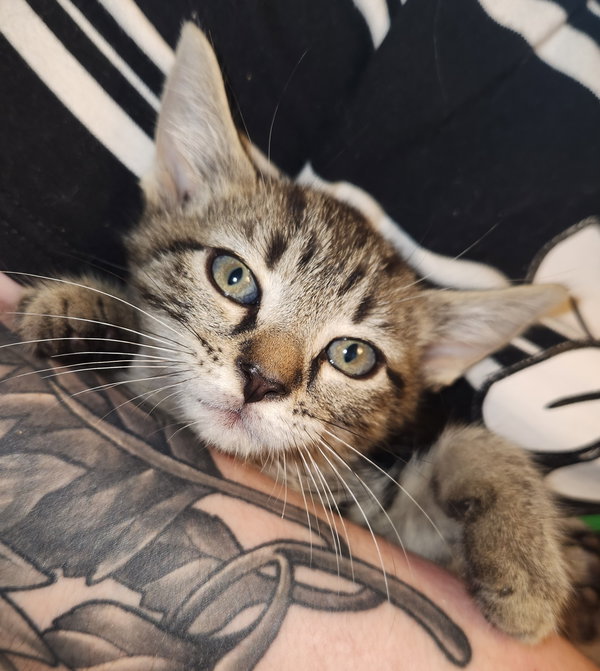 *Alfie