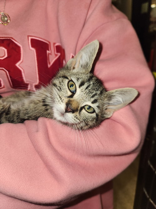 picture of the cat needing adoption