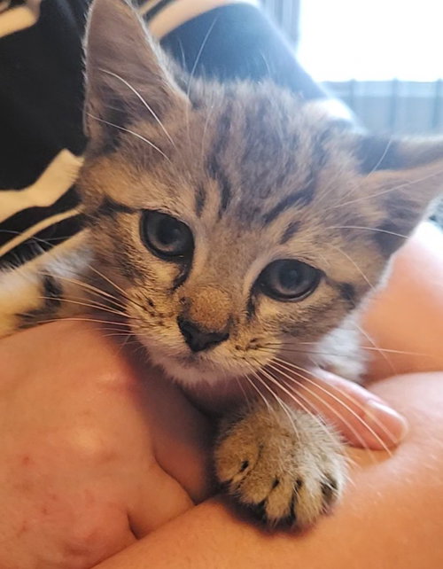 picture of the cat needing adoption