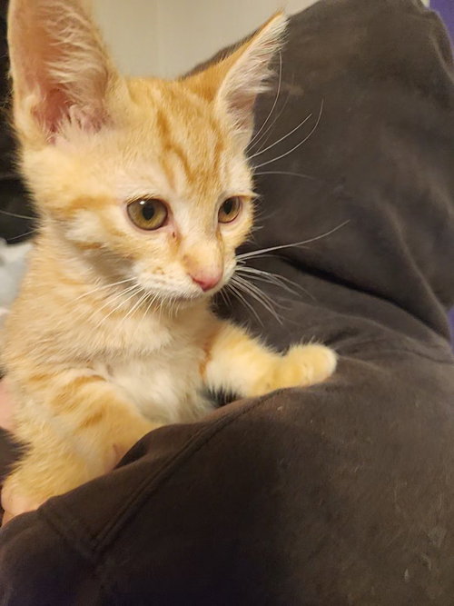 picture of the cat needing adoption