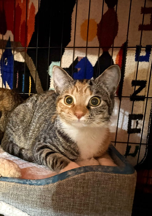 picture of the cat needing adoption