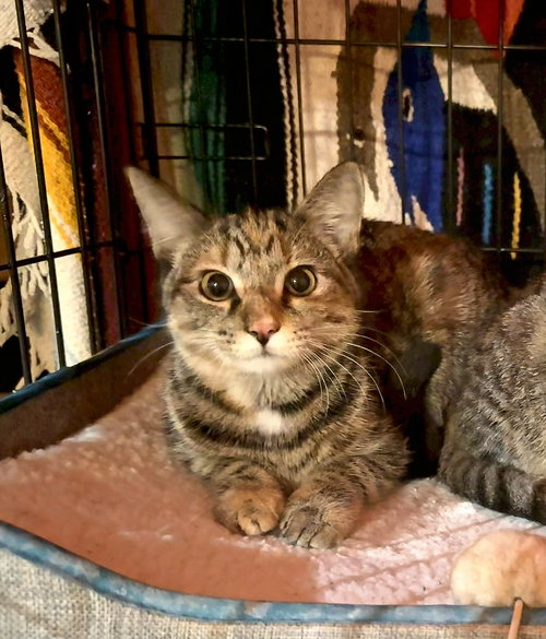 picture of the cat needing adoption