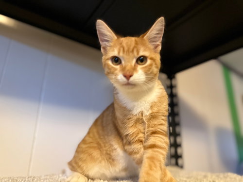 picture of the cat needing adoption