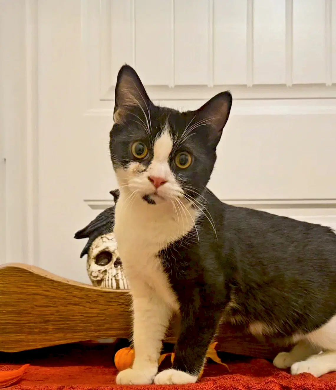 Phantom - Domestic Short Hair