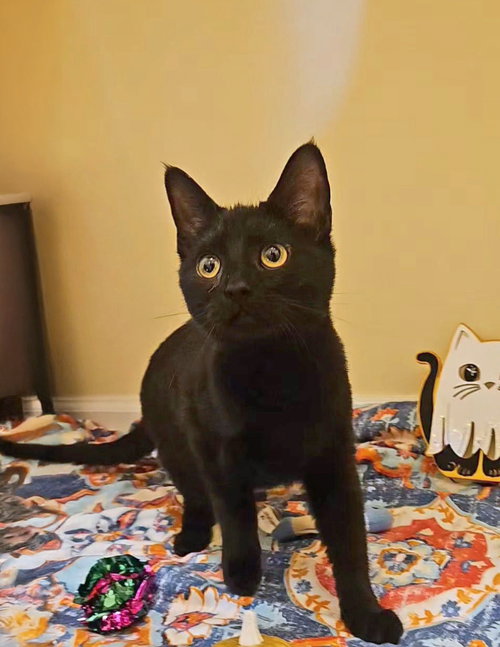 picture of the cat needing adoption