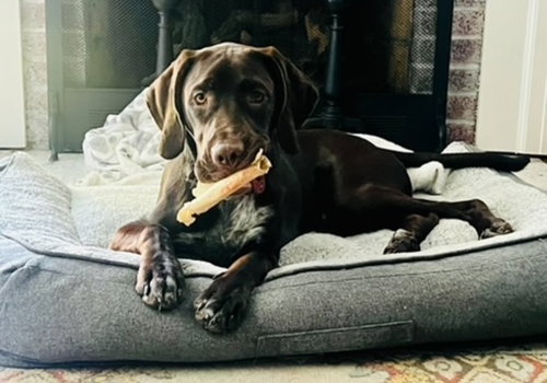 picture of the dog needing adoption