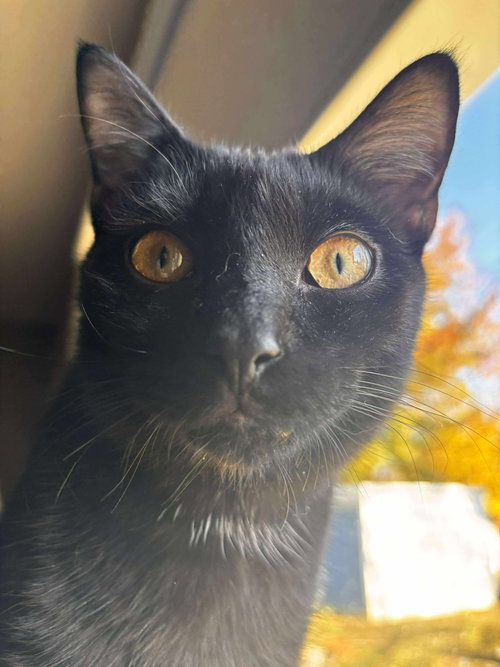 *WOLFIE MCSWEENEY - Domestic Short Hair available for adoption