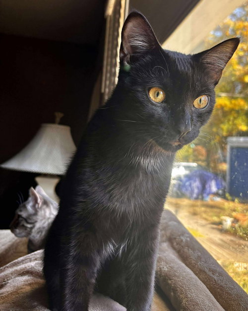 *WOLFIE MCSWEENEY - Domestic Short Hair available for adoption