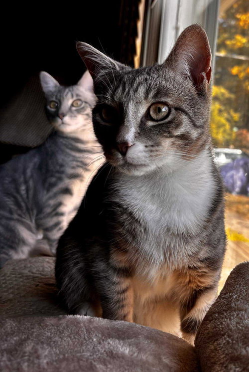 *FRANKLIN MCCLOUD - Domestic Short Hair available for adoption