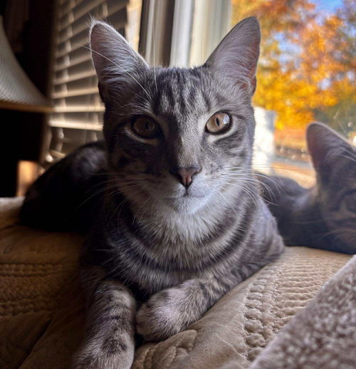 *JACK SLATE - Domestic Short Hair available for adoption